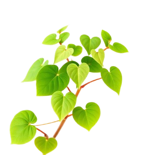 Horny Goat Weed