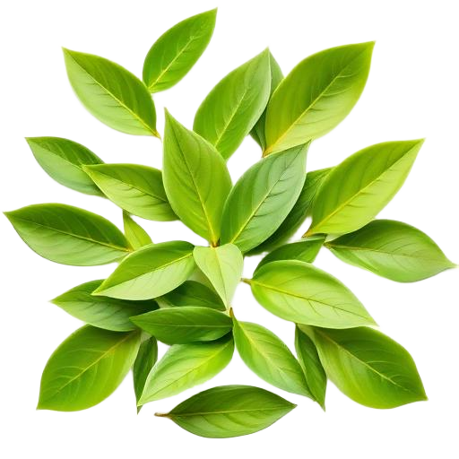Green Tea Extract
