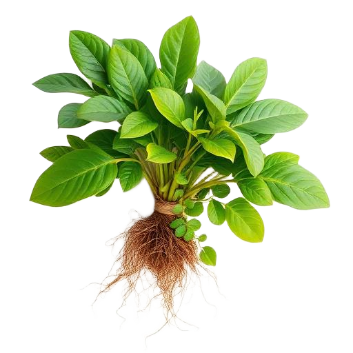 Muira Puama