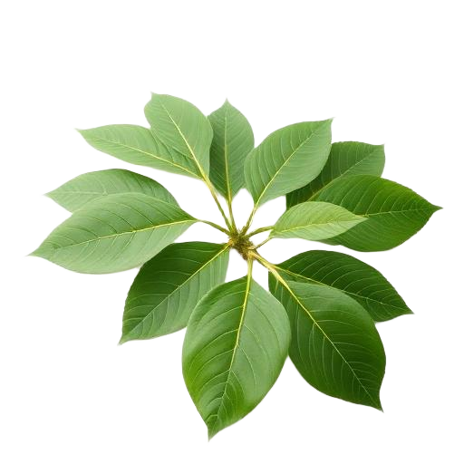 Tongkat Ali